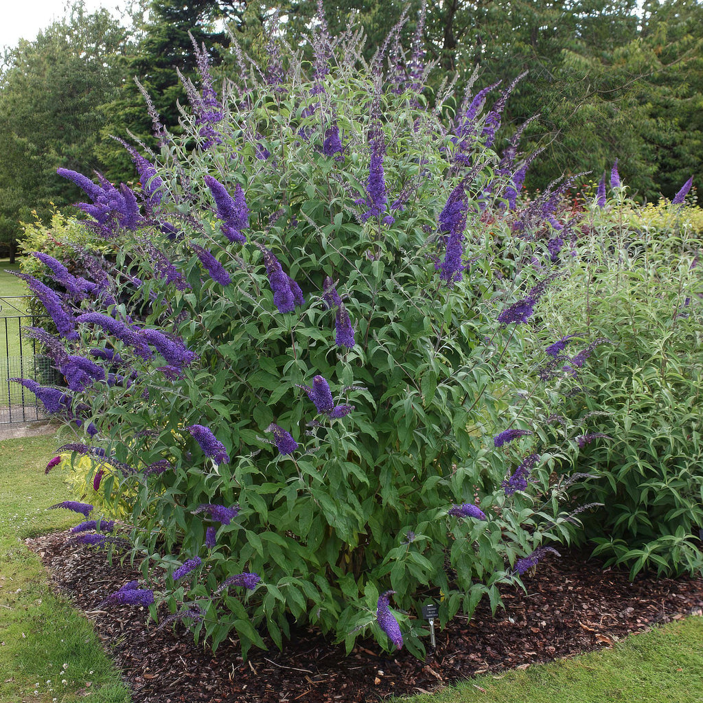 Tuinplant - Buddleja davidii Empire Blue - Vlinderstruik - Winterhard - Blauw - 1 Plant - Pot 17cm - Hoogte 45cm