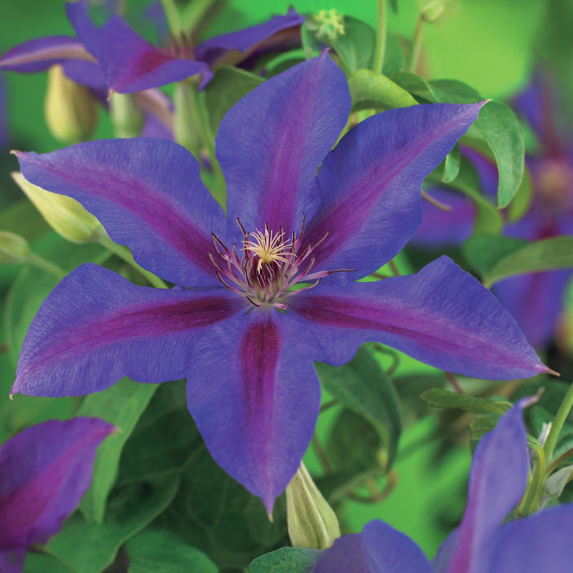Klimplant - Clematis Mrs. N. Thompson - Bloem Roze - Weinig onderhoud - 2 planten -  Pot 11cm Hoogte 40cm