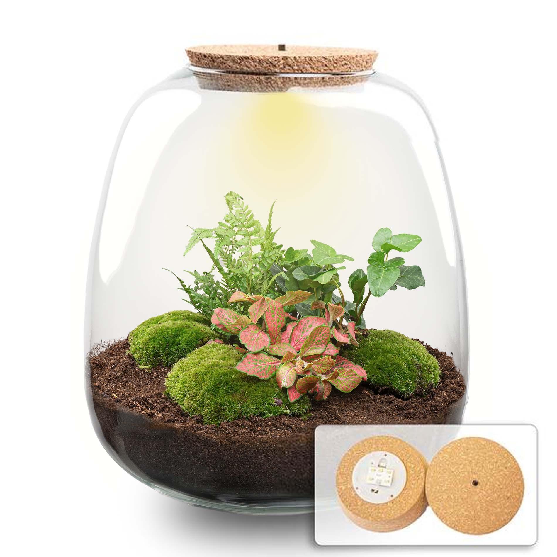 Planten terrarium - Emma - DIY kit - ↑ 25 cm - Ø 23 cm - Hedera Red