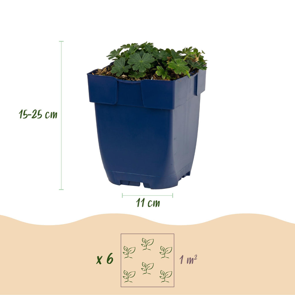 Vasteplant - Geranium sang. Max Frei - Ooievaarsbek - Bodembedekkend - Roze - 12 Planten - Pot 11cm - Hoogte 15-25cm