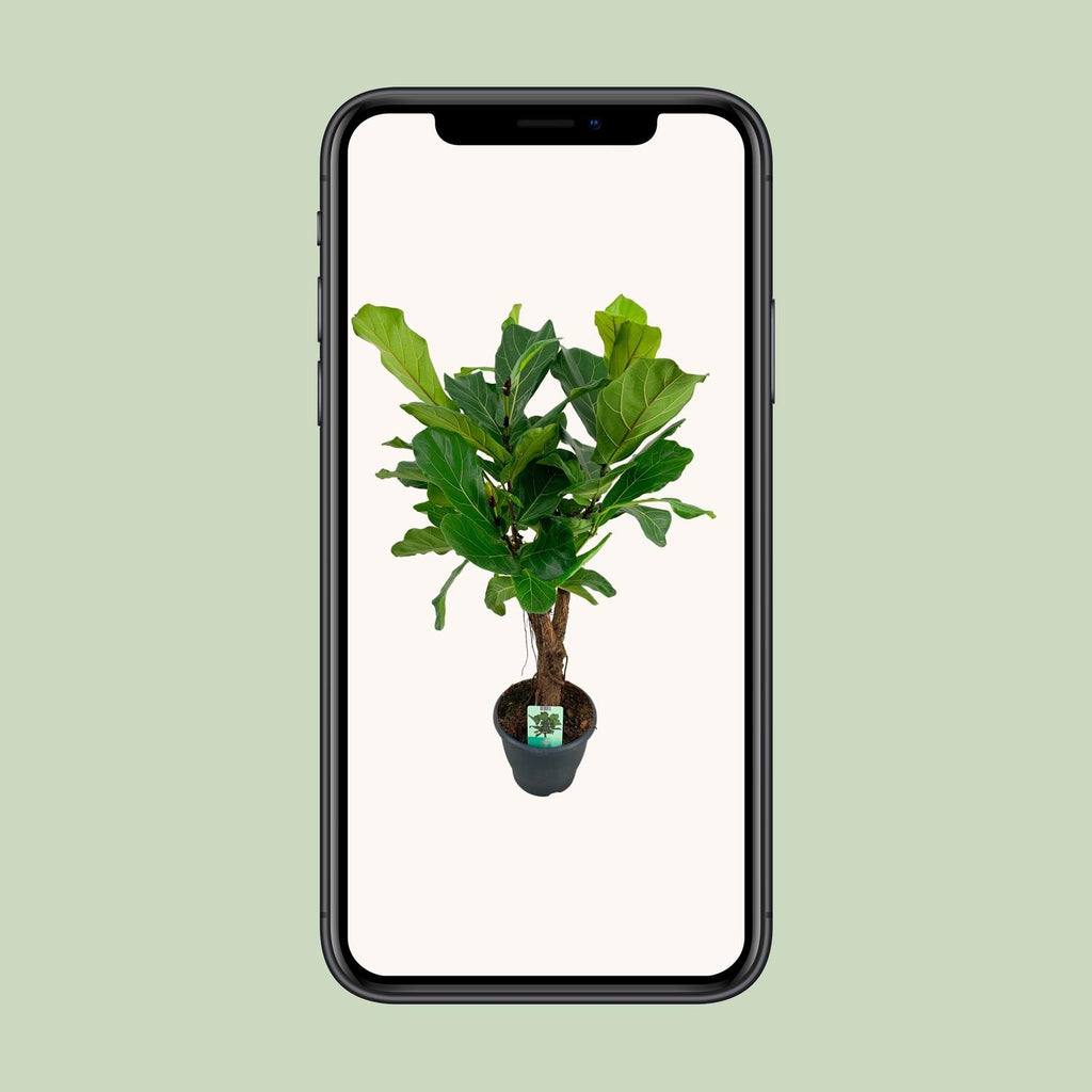 Ficus Lyrata - Ø26cm - ↕100cm
