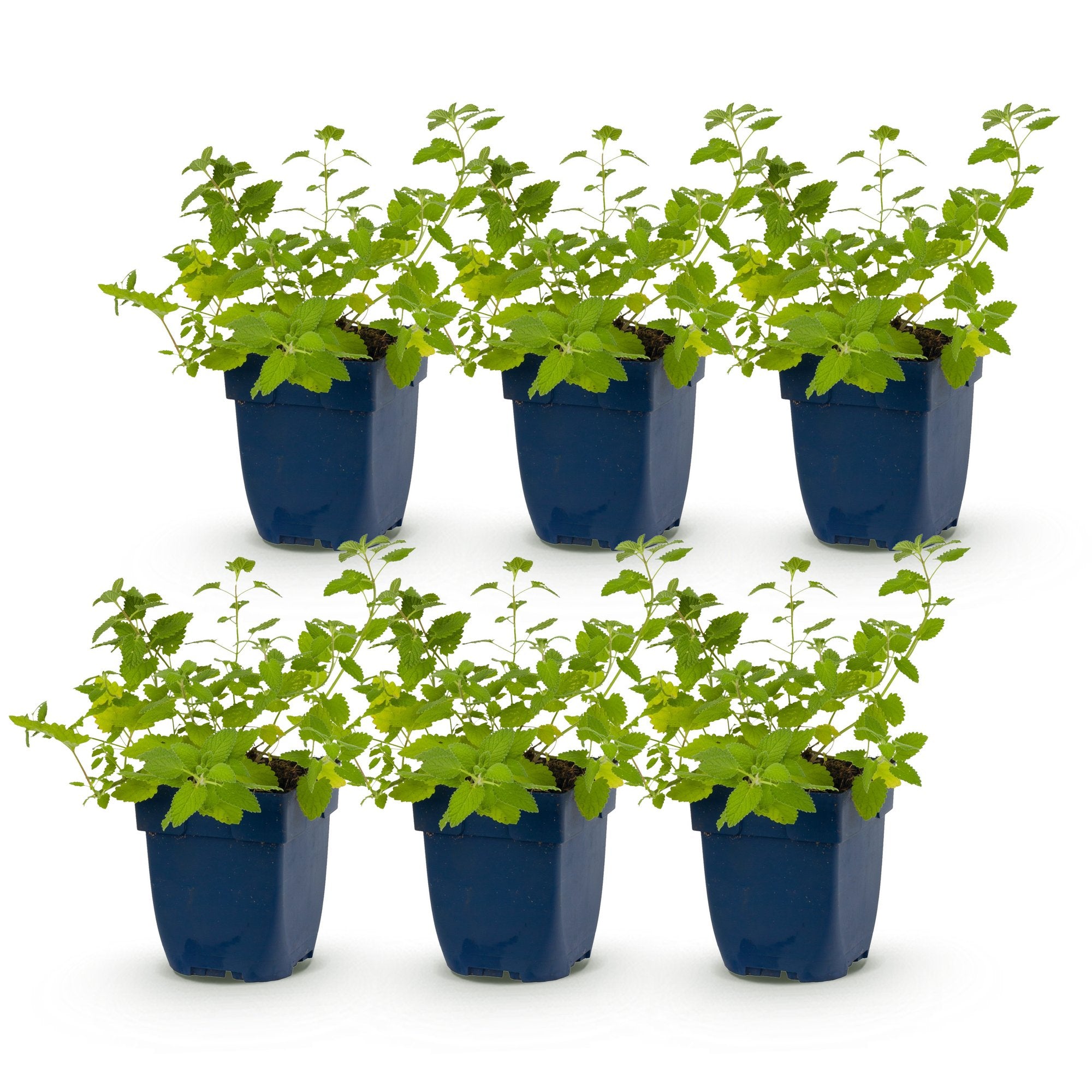 Vasteplant - Nepeta faassenii - Kattenkruid - Bijen- en vlinderlokkers - Paars - 6 Planten - Pot 11cm - Hoogte 15-25cm