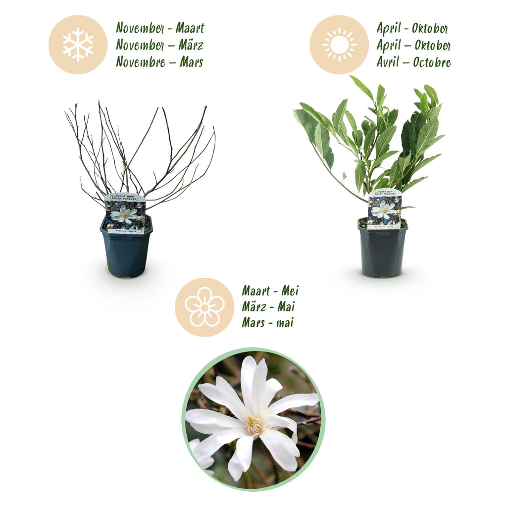 Heesters -  Magnolia Stellata  - Bloem Wit  - 1 Plant - Bladverliezend - Weinig Onderhoud - Pot 17cm Hoogte 45cm