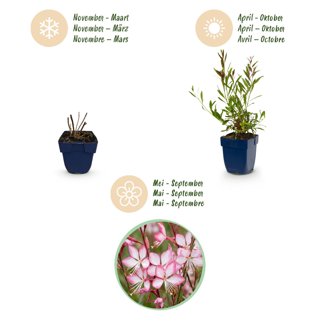 Vasteplant - Gaura lindh. Rosyjane - Prachtkaars - Bijen- en vlinderlokkers - Roze - 6 Planten - Pot 11cm - Hoogte 15-25cm