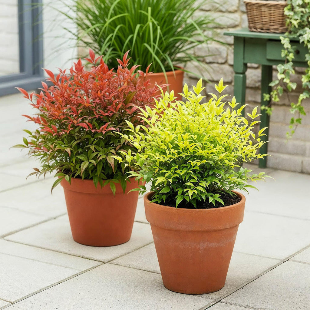 Tuinplant - Nandina Duo - Geel & Rood - 2 Planten - Groenblijvend - Weinig Onderhoud - Pot 17cm Hoogte 45cm