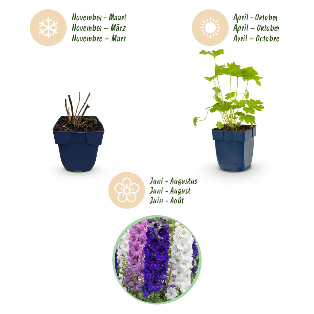 Vasteplant - Delphinium (P) Black Knight - Ridderspoor - Bijen en Vlinderlokkers - Paars - 24 Planten - Pot 11cm - Hoogte 15-25cm