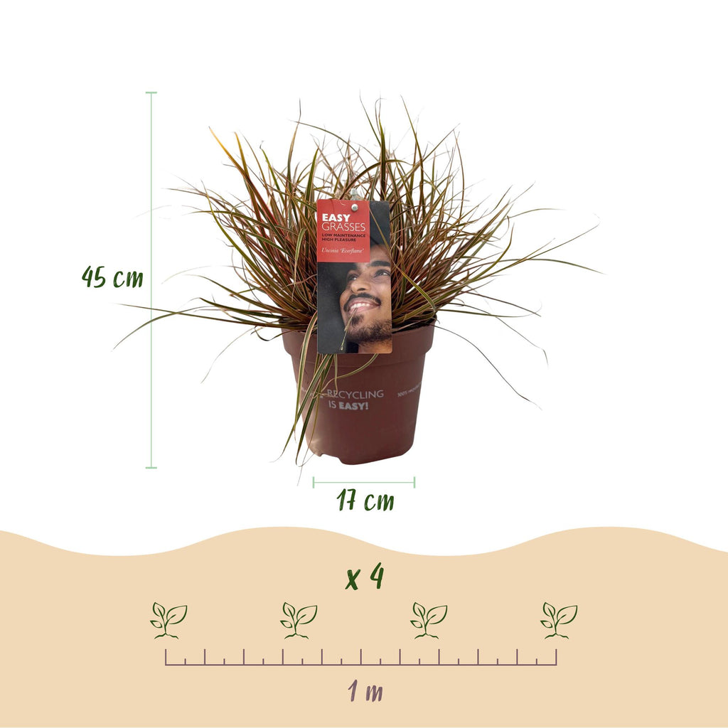 Siergrassen - Uncinia rubra Everflame  - Rood - 1 Plant - Groenblijvend - Winterhard - Pot 17cm Hoogte 50cm