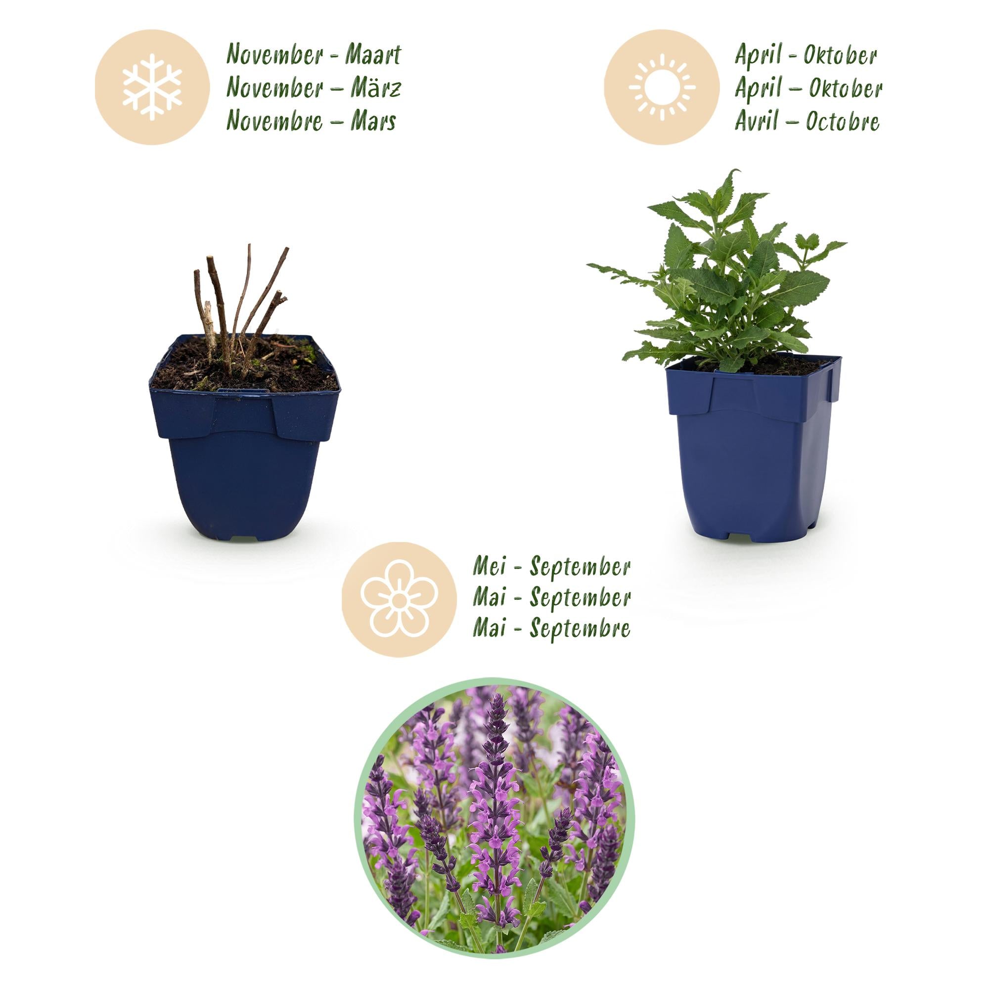 Vasteplant - Salvia nem. Sense Deepl Pink - Salie - Bijen en Vlinderlokkers - Roze - 3 Planten - Pot 11cm - Hoogte 15-25cm