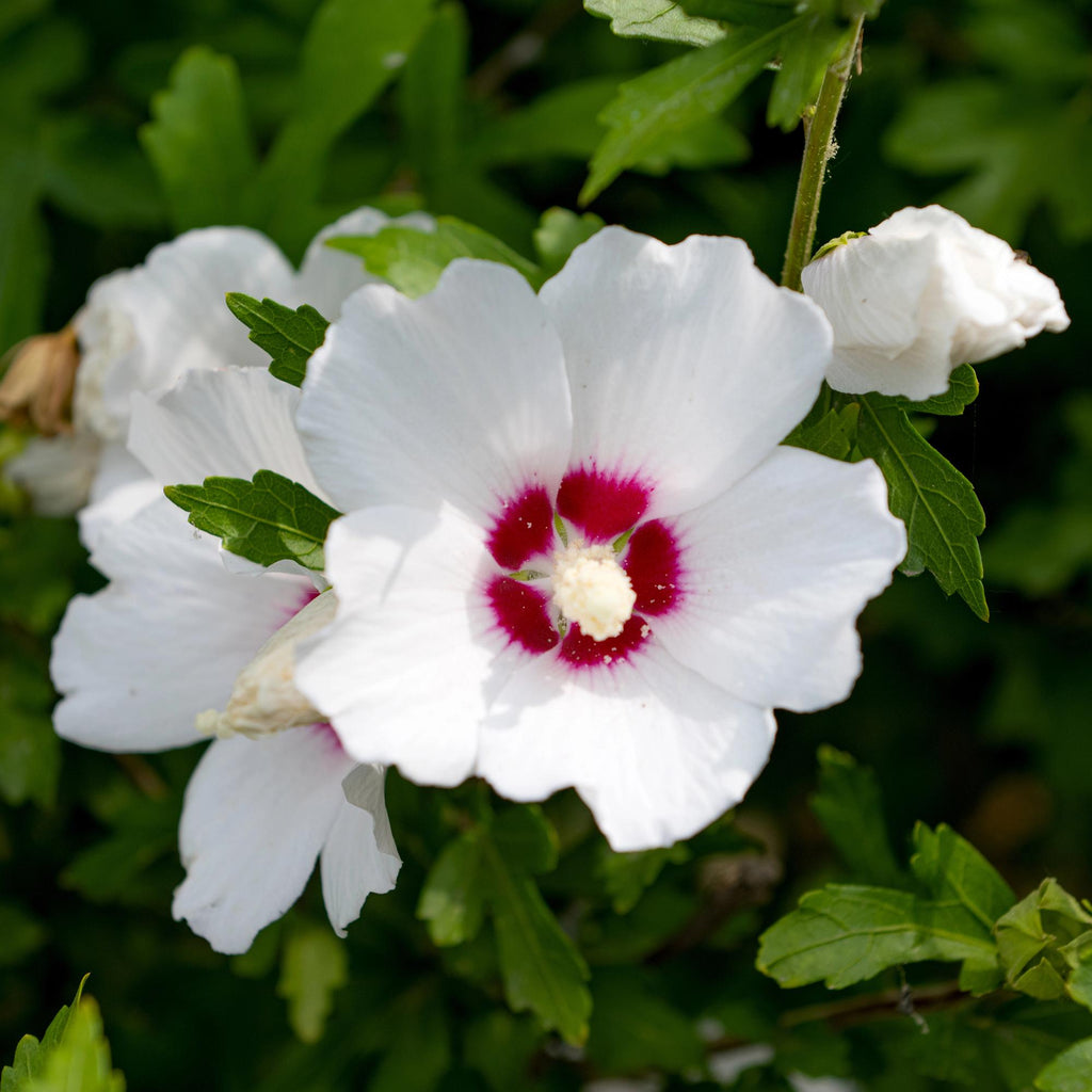 Heesters - Hibiscus syriacus Red Heart  - Bloem Wit Met Rood Hart - 1 Plant - Bladverliezend - Weinig Onderhoud - Pot 17cm Hoogte 45cm