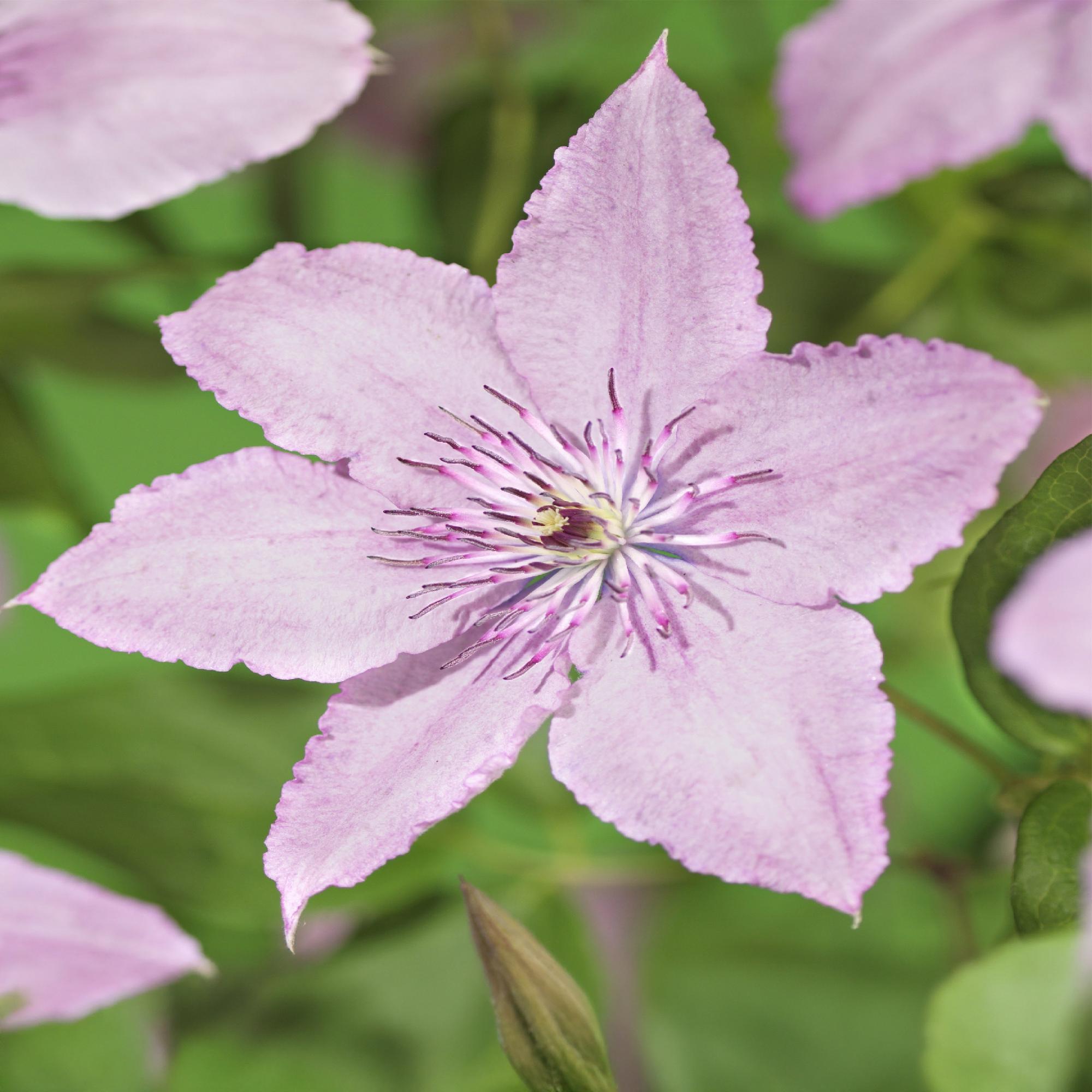 Klimplant - Clematis Hagley Hybrid - Bloem Roze - Weinig onderhoud -2 planten -  Pot 11cm Hoogte 40cm