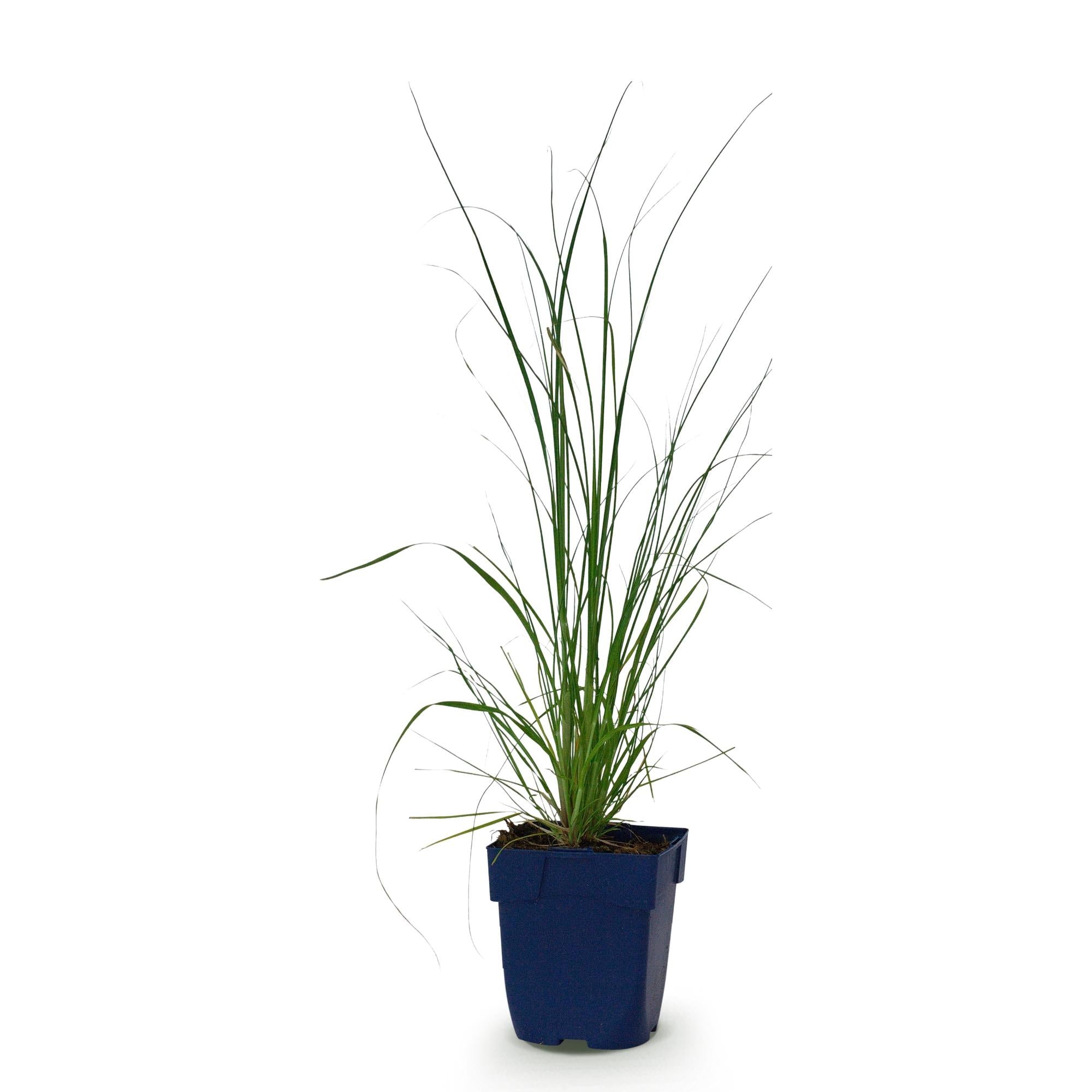 Grassen - Cortaderia sell. Pumila - Dwergpampasgras - Met Pluim - Grijs - 1 Plant - Pot 11cm - Hoogte 15-25cm