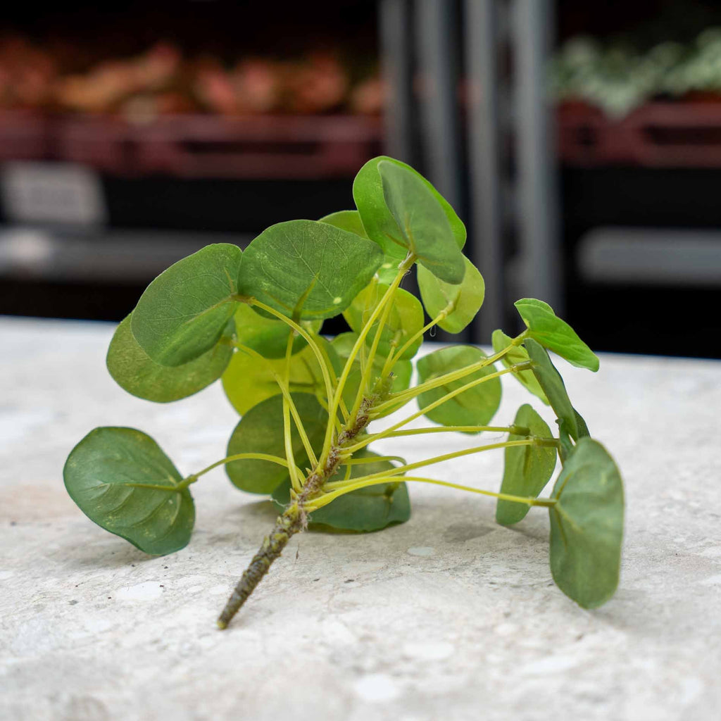 Pilea mini bush 13cm