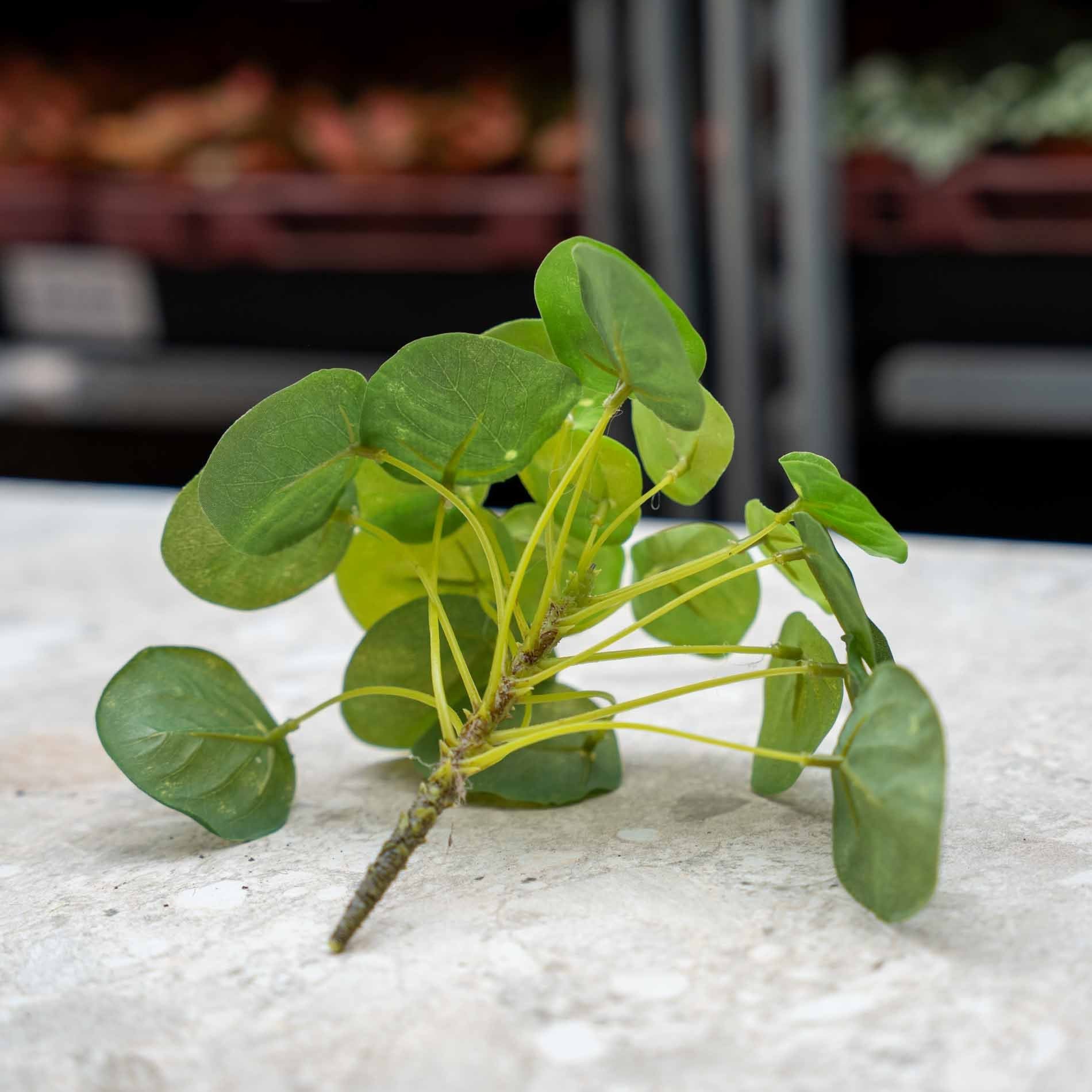 Pilea mini bush 13cm