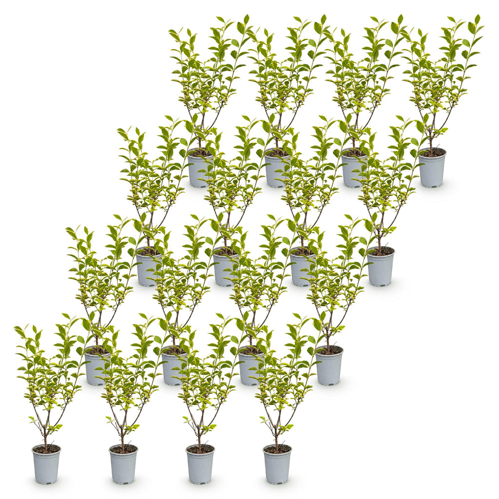 16x Ligustrum ovalifolium Aureum - Bontbladige Liguster - Haagplanten - Groenblijvend - Bont - Pot 9cm - Hoogte 35-45cm