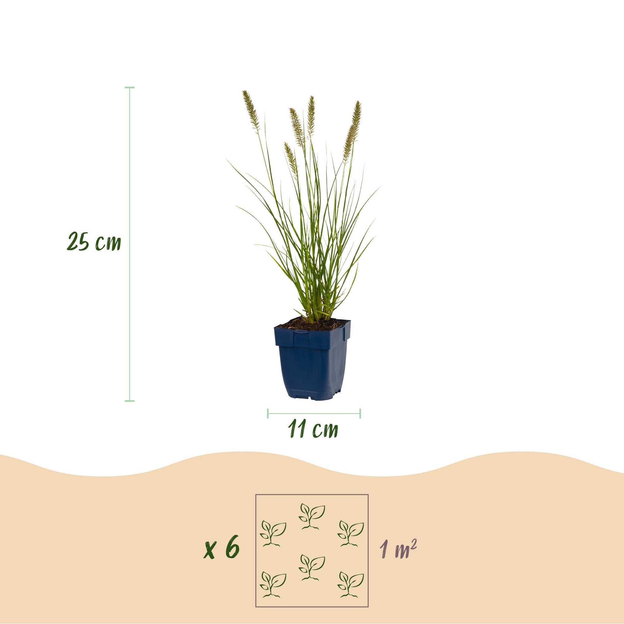 Grassen - Pennisetum alop. Hameln - Lampenpoetsergras - Met Pluim - Groen - 1 Plant - Pot 11cm - Hoogte 15-25cm