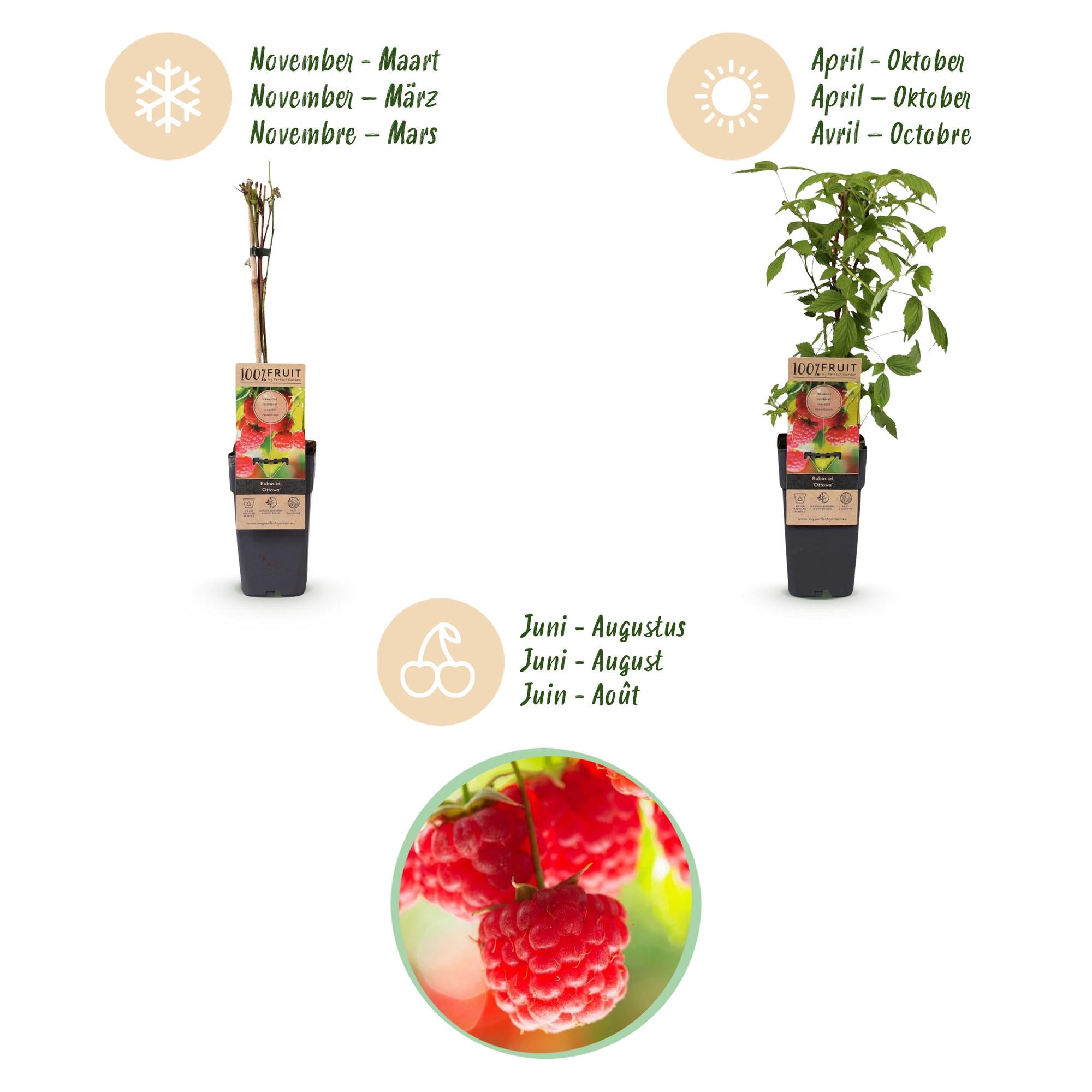Fruitplant - Rubus idaeus Ottawa - Frambozenplant - Winterhard - Rode Framboos - 2 Planten - Pot 15cm - Hoogte 50cm