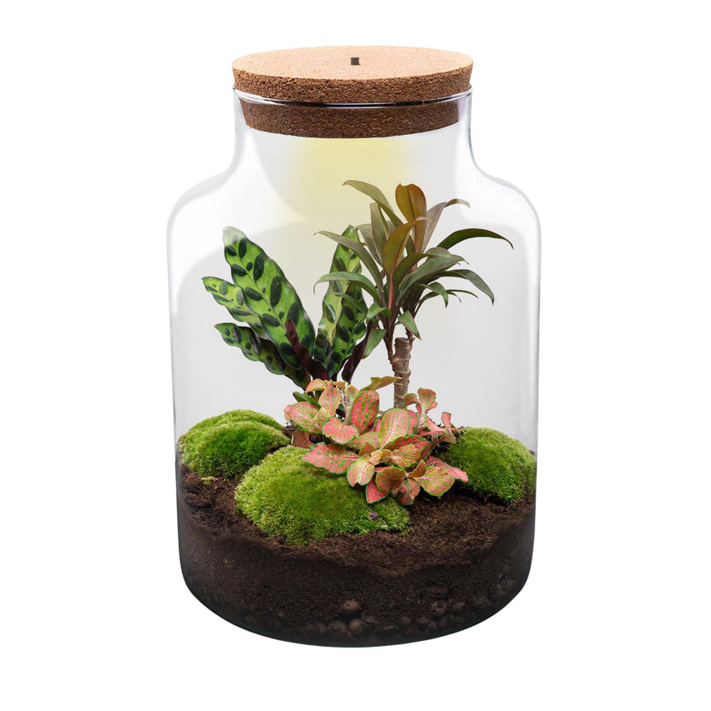 DIY Planten terrarium met licht - Milky - Ø 21 cm ↑ 30 cm - No tools
