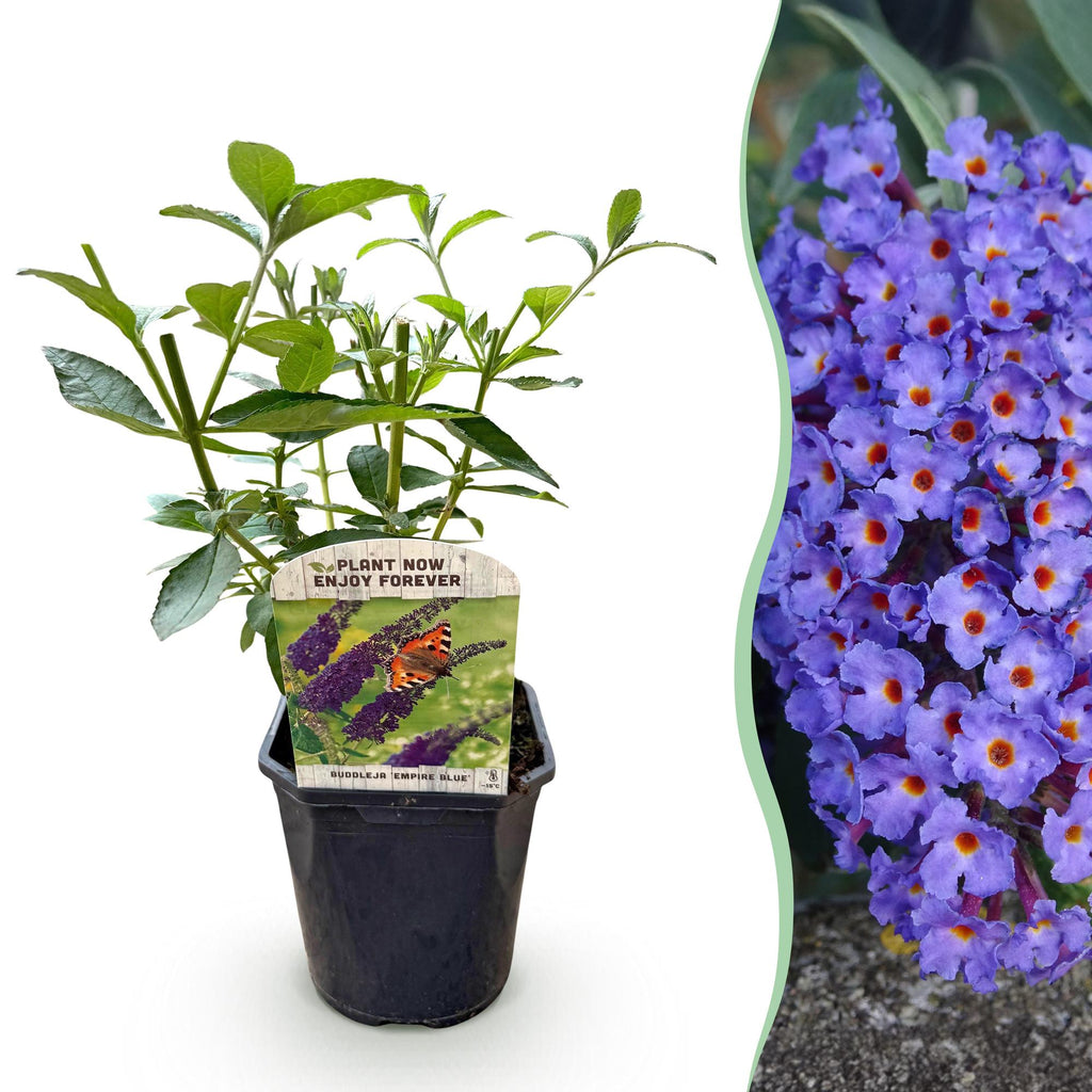 Tuinplant - Buddleja davidii Empire Blue - Vlinderstruik - Winterhard - Blauw - 1 Plant - Pot 17cm - Hoogte 45cm