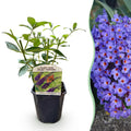 Tuinplant - Buddleja davidii Empire Blue - Vlinderstruik - Winterhard - Blauw - 1 Plant - Pot 17cm - Hoogte 45cm