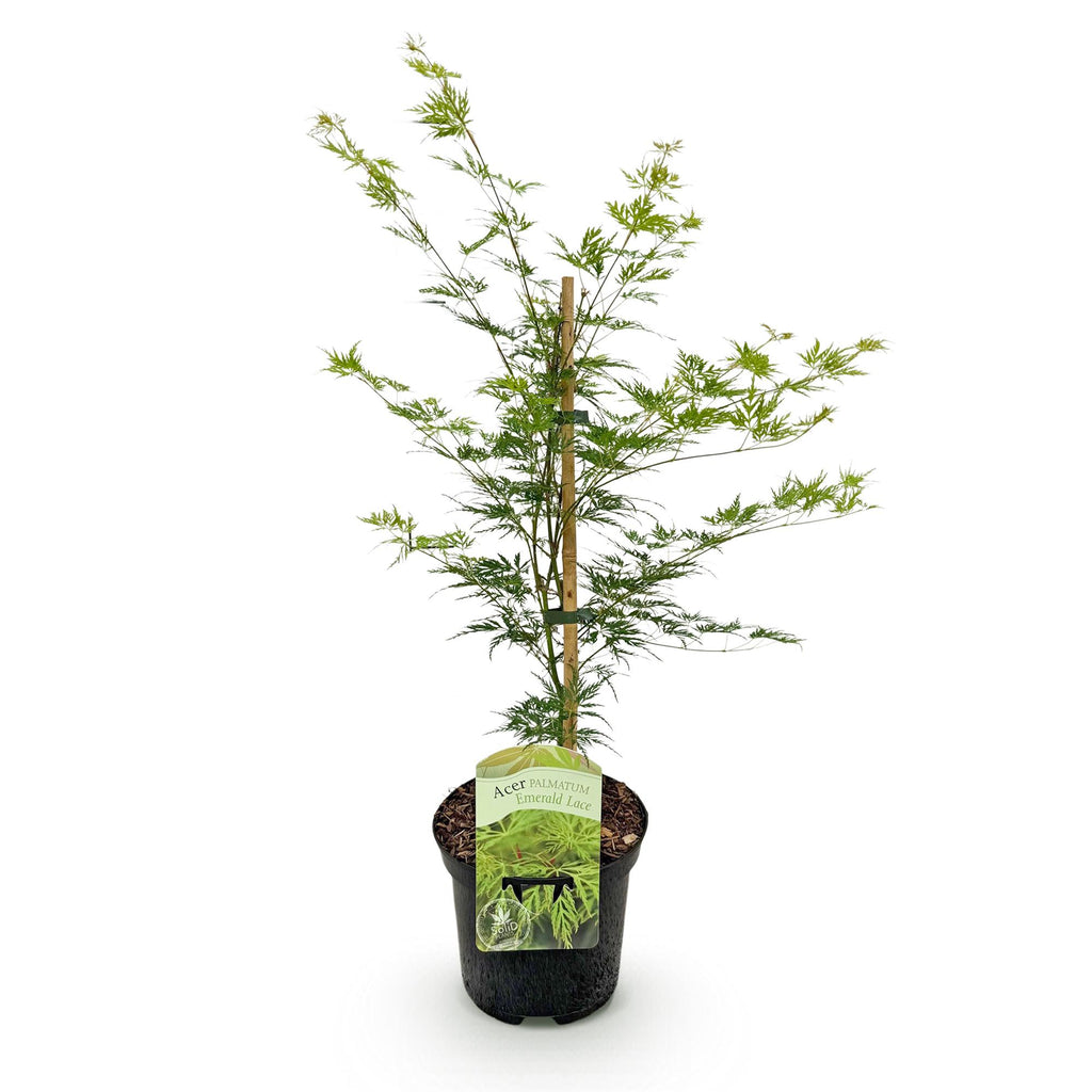Terrasplant - Japanse Esdoorn - Acer palmatum Emerald Lace - Groen - 1 Plant - Bladverliezend - Pot 19cm Hoogte 70cm