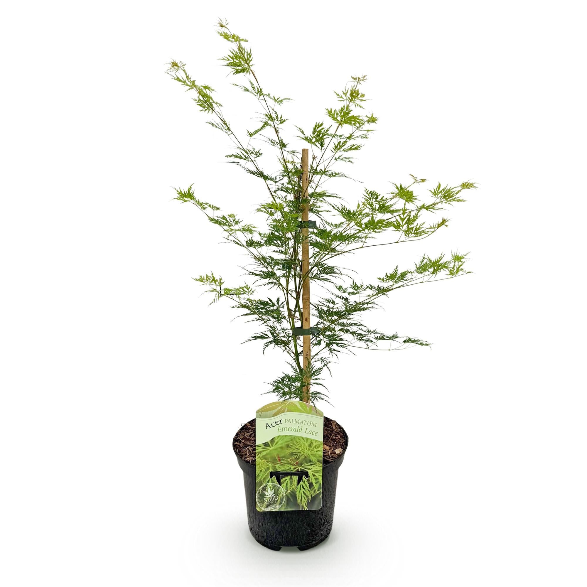 Terrasplant - Japanse Esdoorn - Acer palmatum Emerald Lace - Groen - 1 Plant - Bladverliezend - Pot 19cm Hoogte 70cm