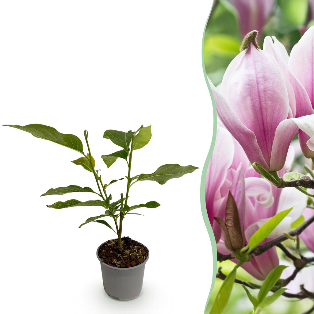 Tuinplant - Magnolia George Henry Kern - Bloem Roze - 1 Plant - Bladverliezend - Weinig Onderhoud - Pot 12cm Hoogte 30cm
