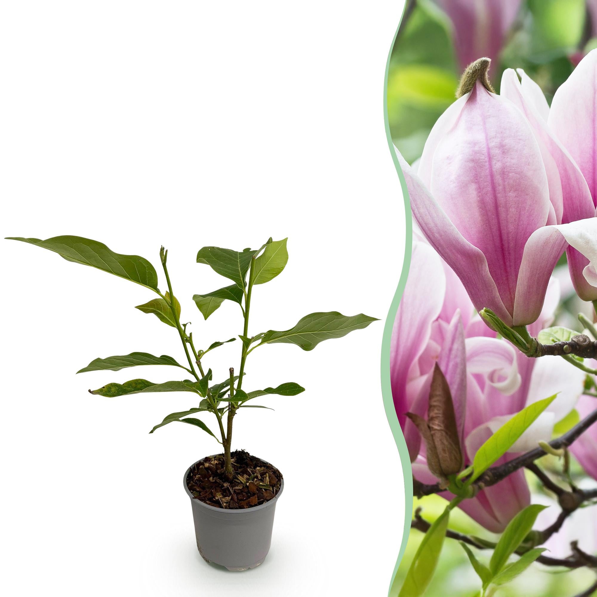 Tuinplant - Magnolia George Henry Kern - Bloem Roze - 1 Plant - Bladverliezend - Weinig Onderhoud - Pot 12cm Hoogte 30cm