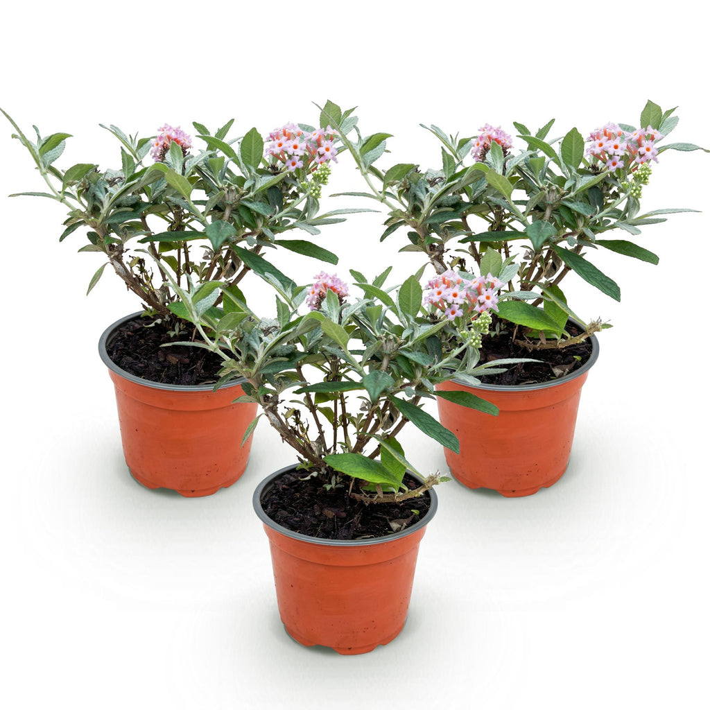 Tuinplant - Buddleja davidii Butterfly Candy Little Pink - Vlinderstruik - Compact - Roze - 3 Planten - Pot 12cm - Hoogte 20-25cm