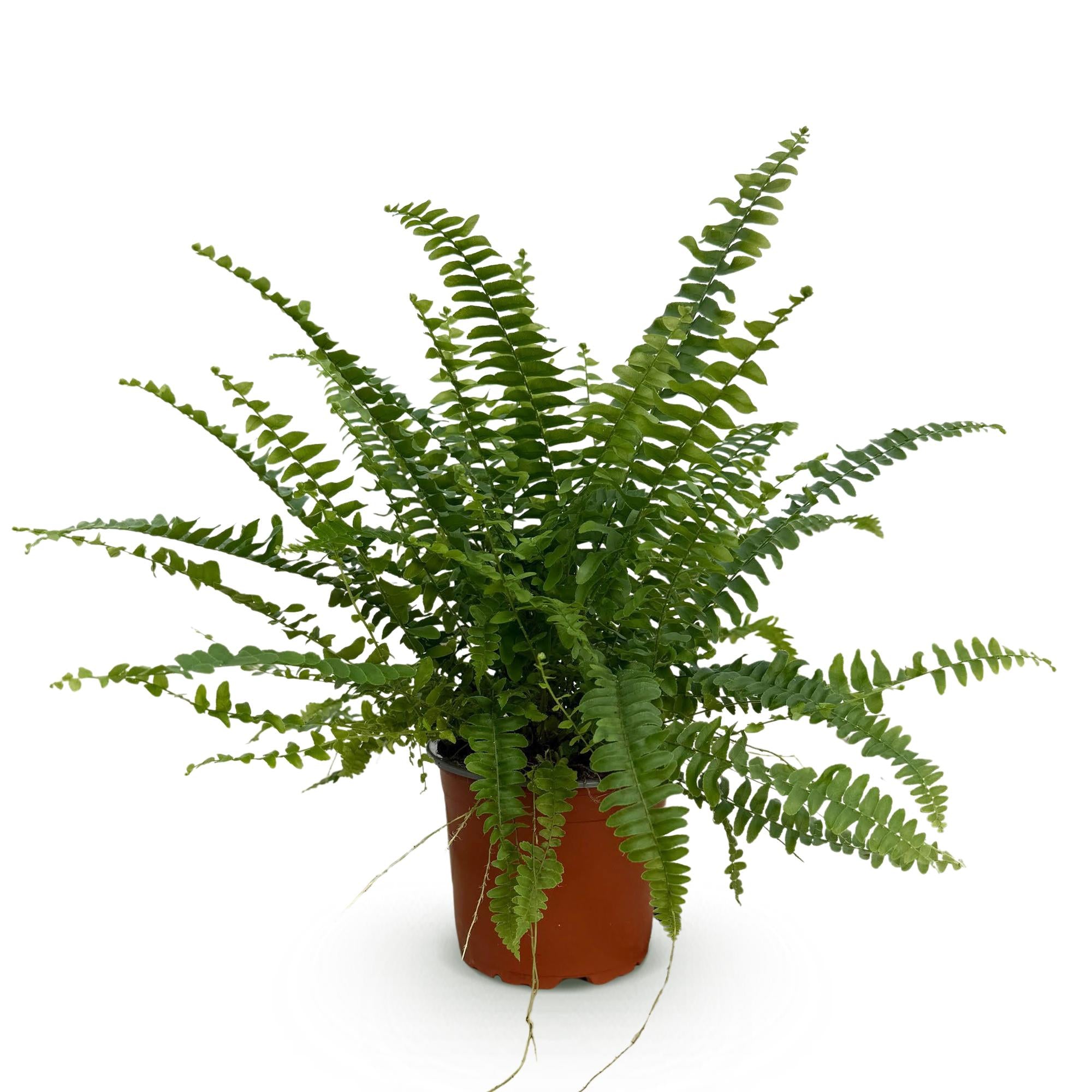 Kamerplant - Nephrolepsis exaltata Green Lady - Varen - Huisdiervriendelijke Plant - Groen - 1 Plant - Pot 12cm - Hoogte 25cm