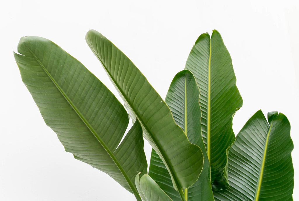 Strelitzia Augusta multi stam XXL - 225 cm - ø32
