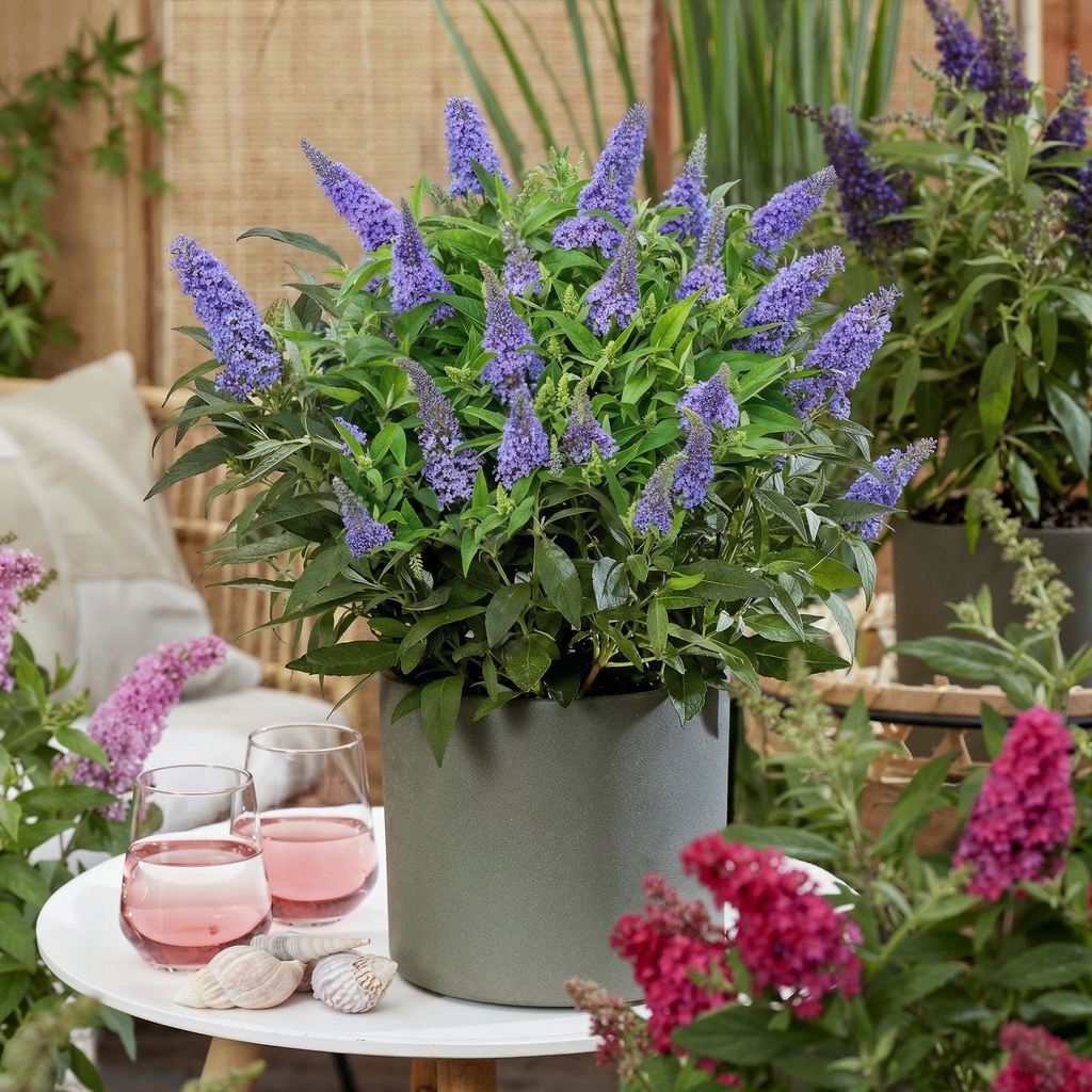 Tuinplant - Buddleja davidii Butterfly Candy Little Lila - Vlinderstruik - Compact - Lila - 3 Planten - Pot 12cm - Hoogte 20-25cm