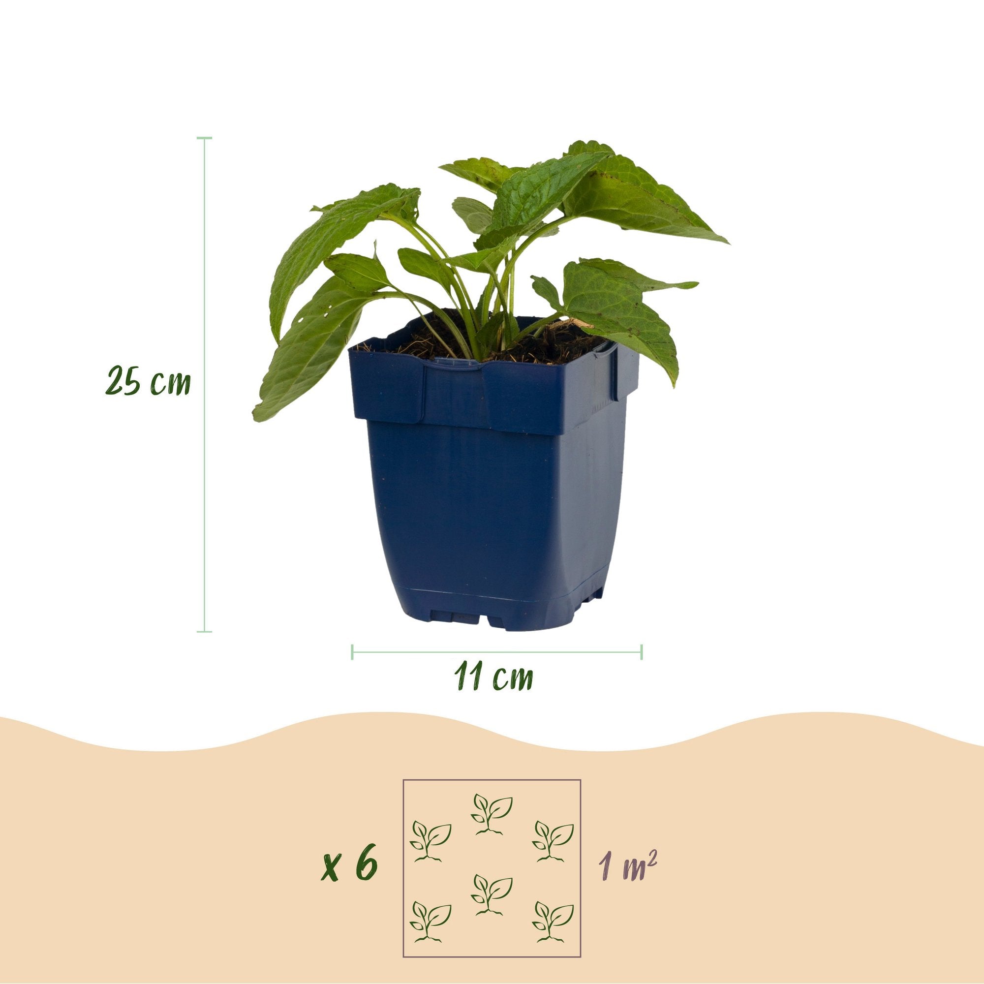 Vasteplant - Rudbeckia fulg. Goldsturm - Gele zonnehoed - Bijen- en vlinderlokkers - Geel - 1 Plant - Pot 11cm - Hoogte 15-25cm