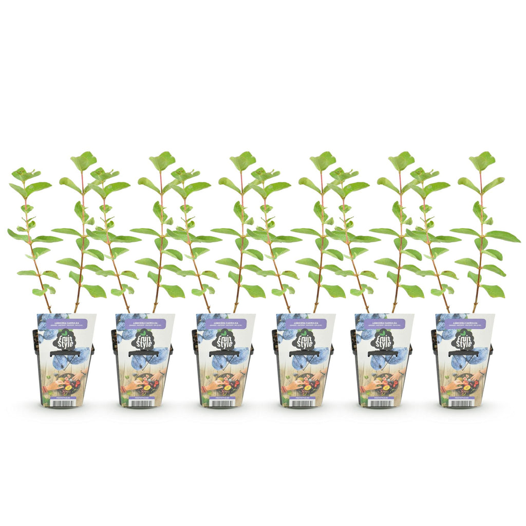 Fruitplanten - Honingbes - Lonicera caerulea Kamtschatica - Winterhard - 6 Planten - Pot 9 cm - Blauw  Bes