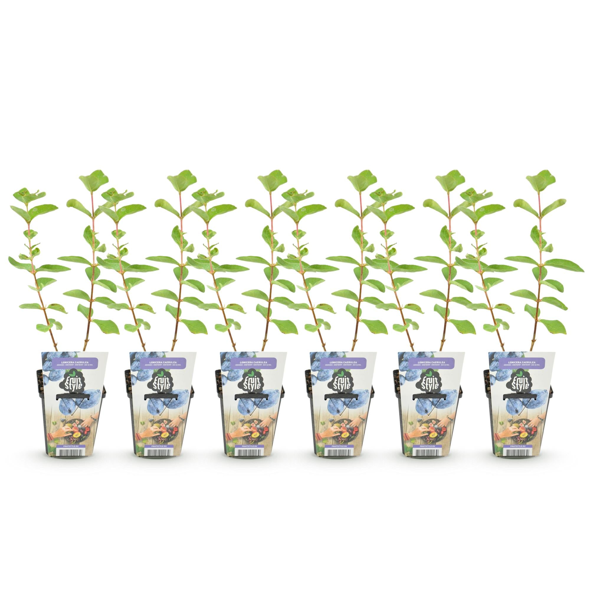 Fruitplanten - Honingbes - Lonicera caerulea Kamtschatica - Winterhard - 6 Planten - Pot 9 cm - Blauw  Bes