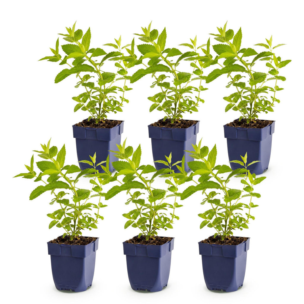 Vasteplant - Nepeta sib. Wild Orchid - Kattenkruid - Bijen en Vlinderlokkers - Roze - 6 Planten - Pot 11cm - Hoogte 15-25cm