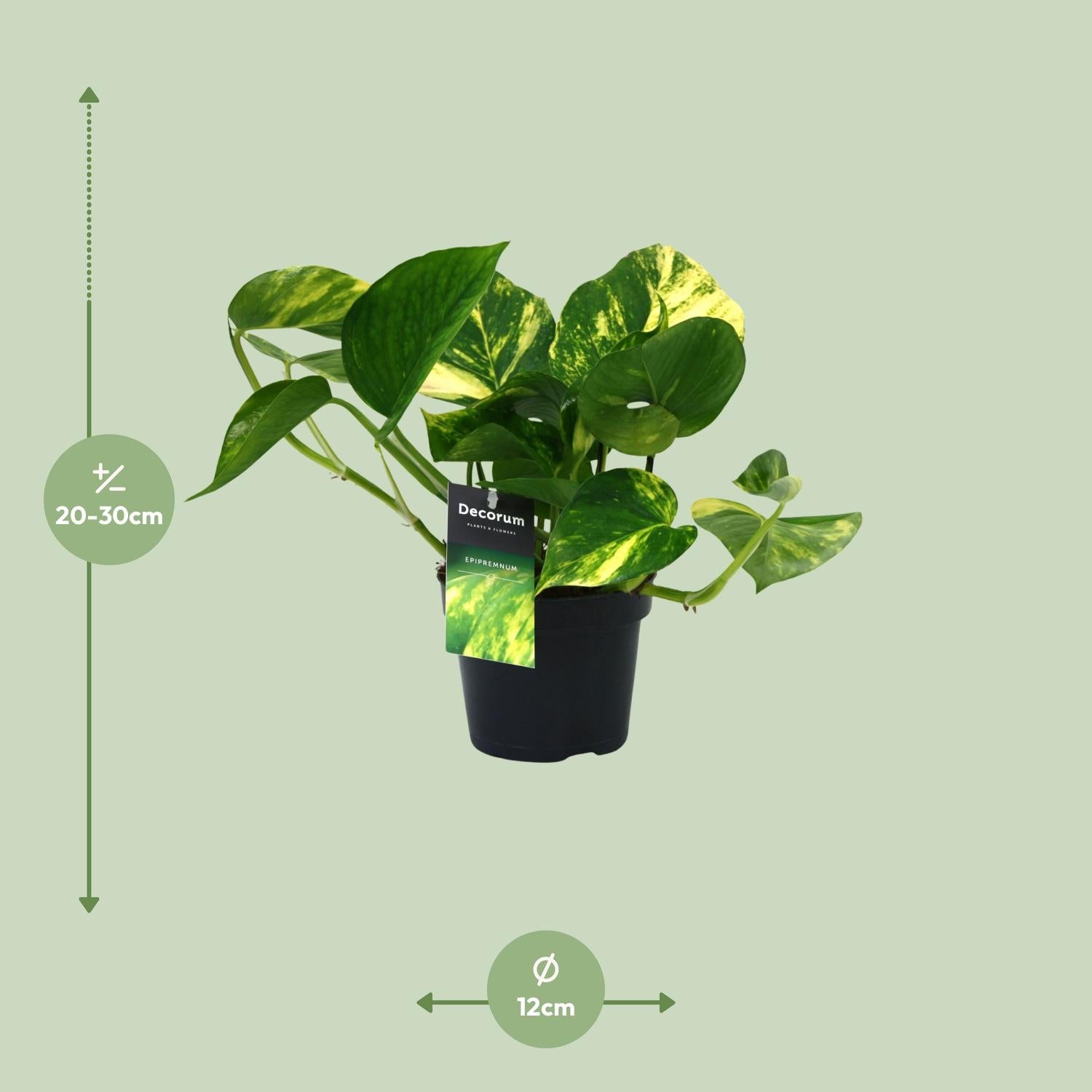 PROMO - Scindapsus (Epipremnum) Aureum - Ø12cm - ↕25cm