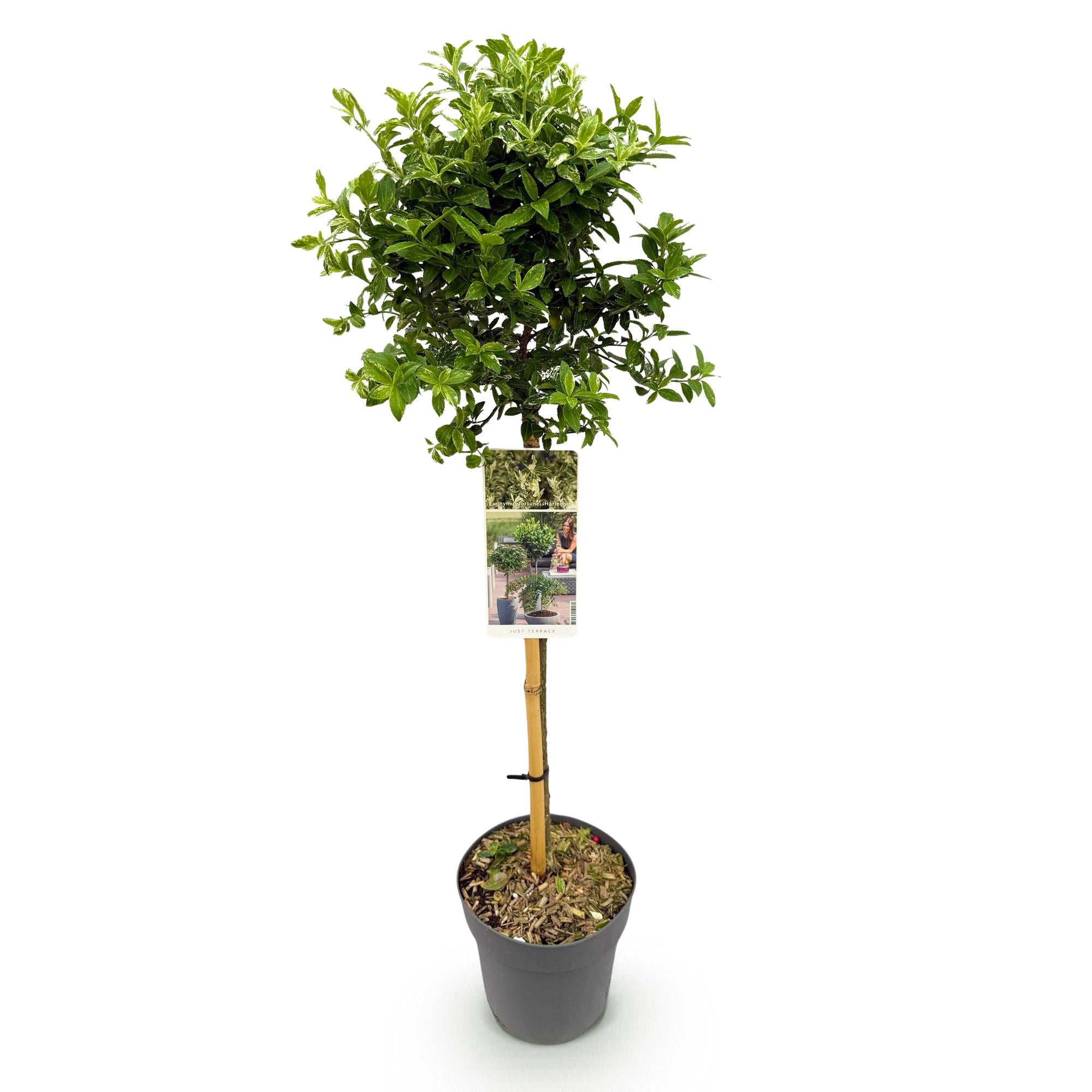 Plant op Stam - Euonymus fortunei Harlequin - Terras Plant - Bladhoudend - Winterhard - Groen-Wit Blad - Pot 19cm Hoogte 90cm