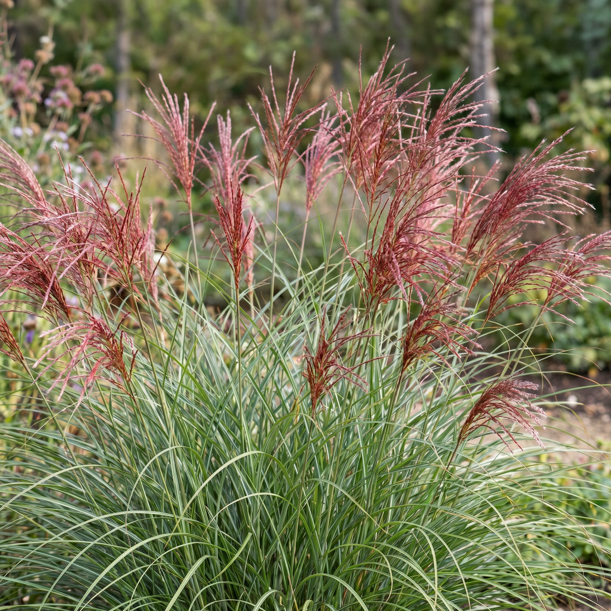 Grassen - Miscanthus sin. Red Chief - Pampusgras - Met Pluim - Groen - 24 Planten - Pot 11cm - Hoogte 15-25cm