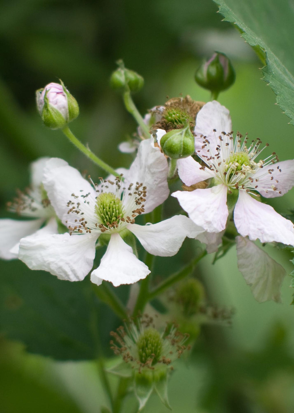 Rubus fruticosus 'Thornless Evergreen' - Doornloze Braam - Ø13cm - ↕45cm