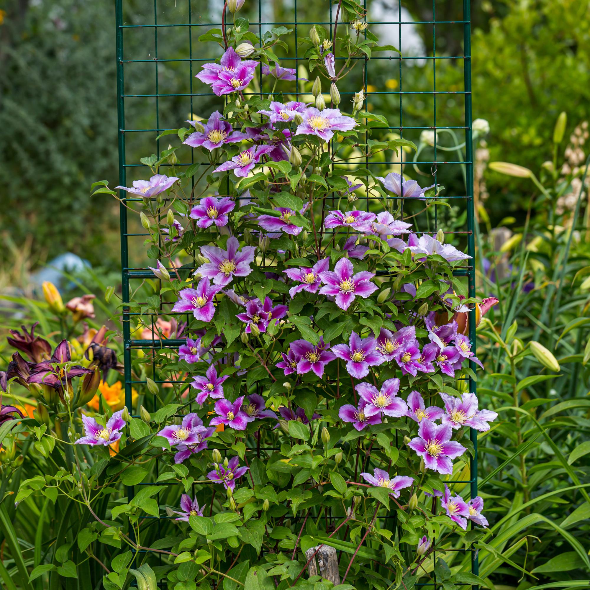 Klimplant - Clematis Piilu - Bloem Roze - Weinig onderhoud -2 planten -  Pot 11cm Hoogte 40cm