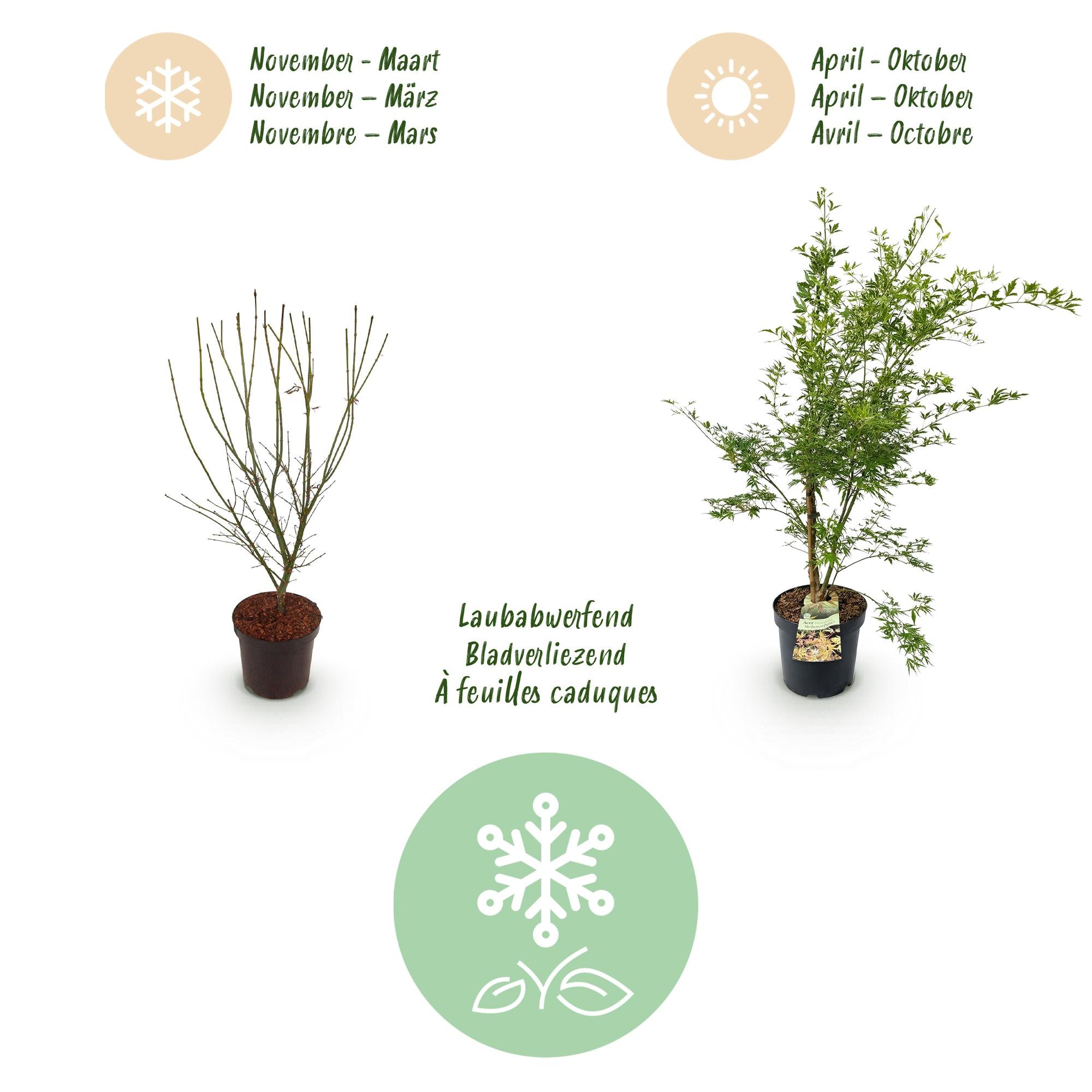 Tuinplant - Acer palmatum Methamorphosa - Japanse Esdoorn - Bladverliezend - Groen - Oranje - 1 - Pot 26cm - Hoogte 90cm