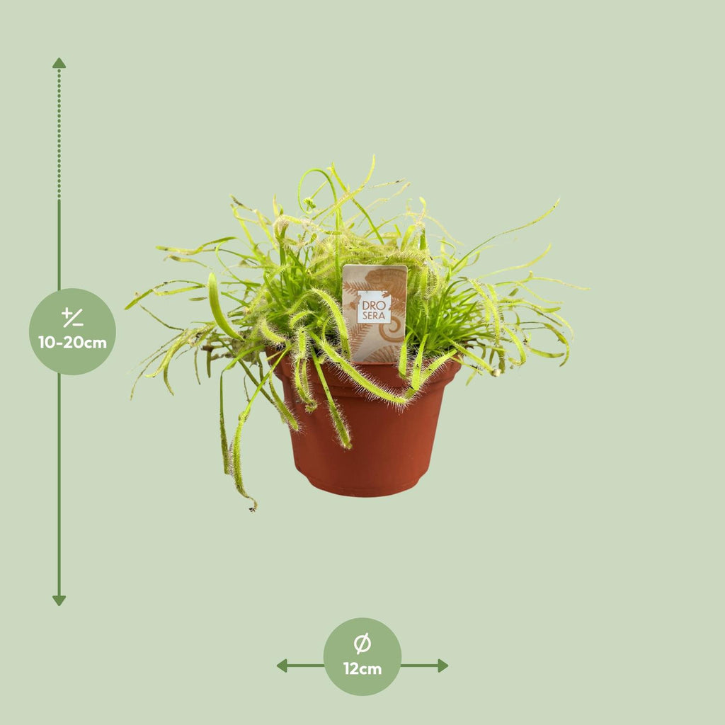 Drosera Capensis - Ø12cm - ↕17cm
