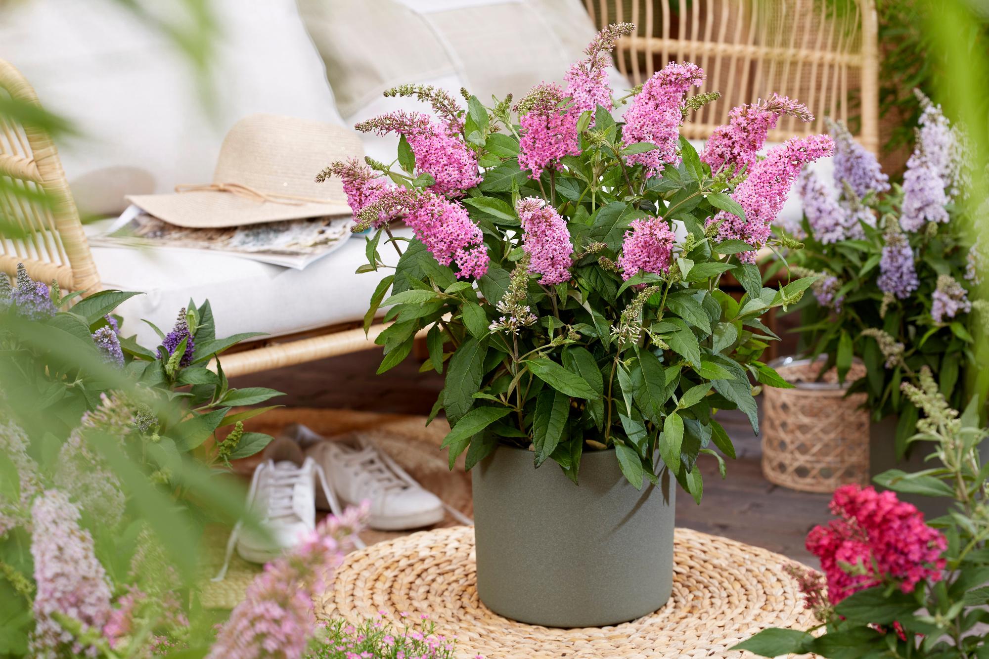 Tuinplant - Buddleja davidii Butterfly Candy Little Pink - Vlinderstruik - Compact - Roze - 1 Plant - Pot 12cm - Hoogte 20-25cm