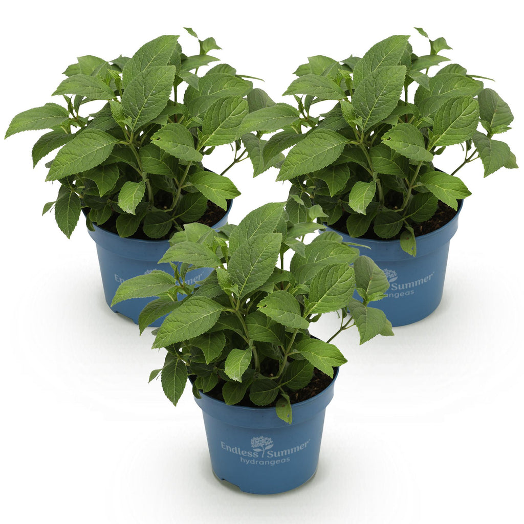 Tuinplant - Hydrangea Endless Summer Blue - Pink - White - Hortensia - Winterhard - Blauw - Roze - Wit - 3 Planten - Pot 14cm - Hoogte 20-25cm