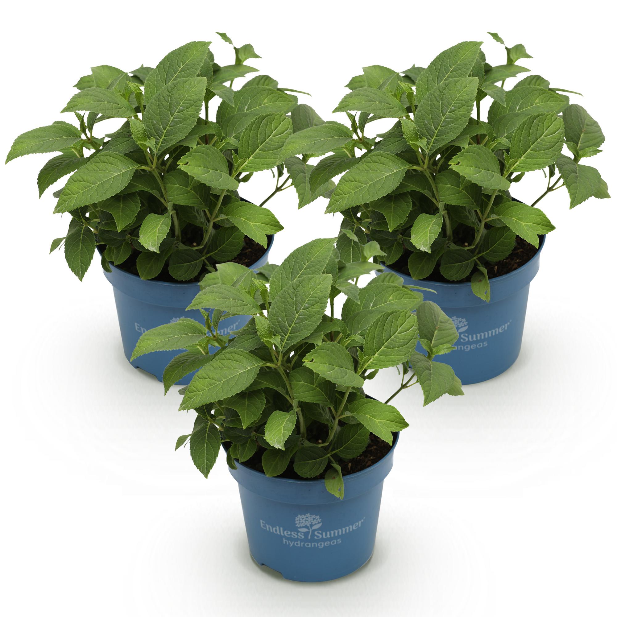 Tuinplant - Hydrangea Endless Summer Blue - Pink - White - Hortensia - Winterhard - Blauw - Roze - Wit - 3 Planten - Pot 14cm - Hoogte 20-25cm