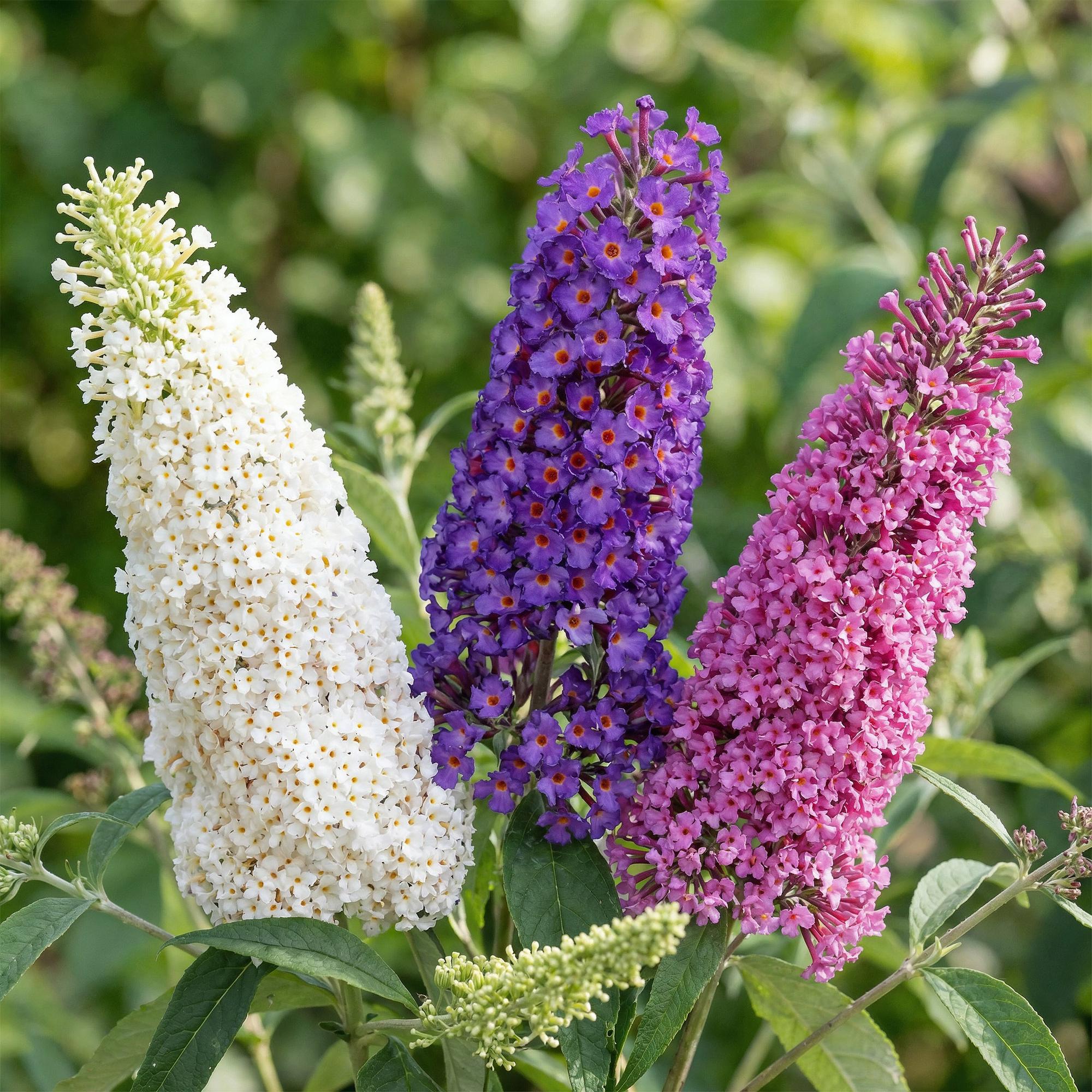 Tuinplant - Buddleja davidii Tricolour - Vlinderstruik - Winterhard - Blauw - Roze - Wit - 3 Planten - Pot 17cm - Hoogte 45cm