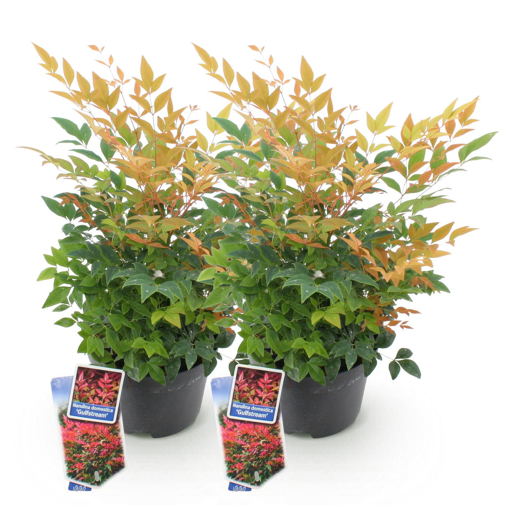 Tuinplant - Nandina Gulfstream - Oranje - 2 Planten - Groenblijvend - Weinig Onderhoud - Pot 17cm Hoogte 45cm