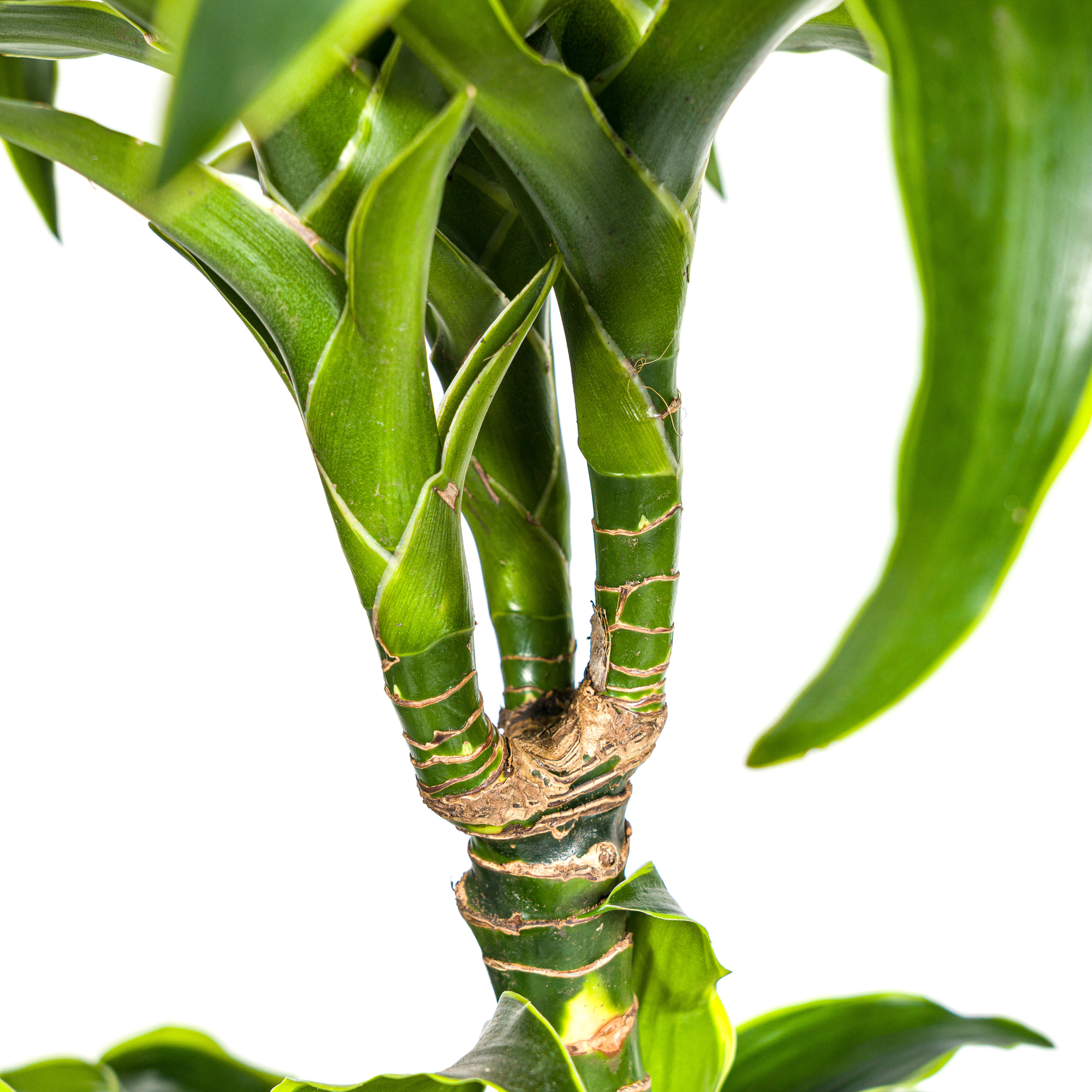 Dracaena Deremensis Dorado met mand Ø24cm - ↕120 - 140cm