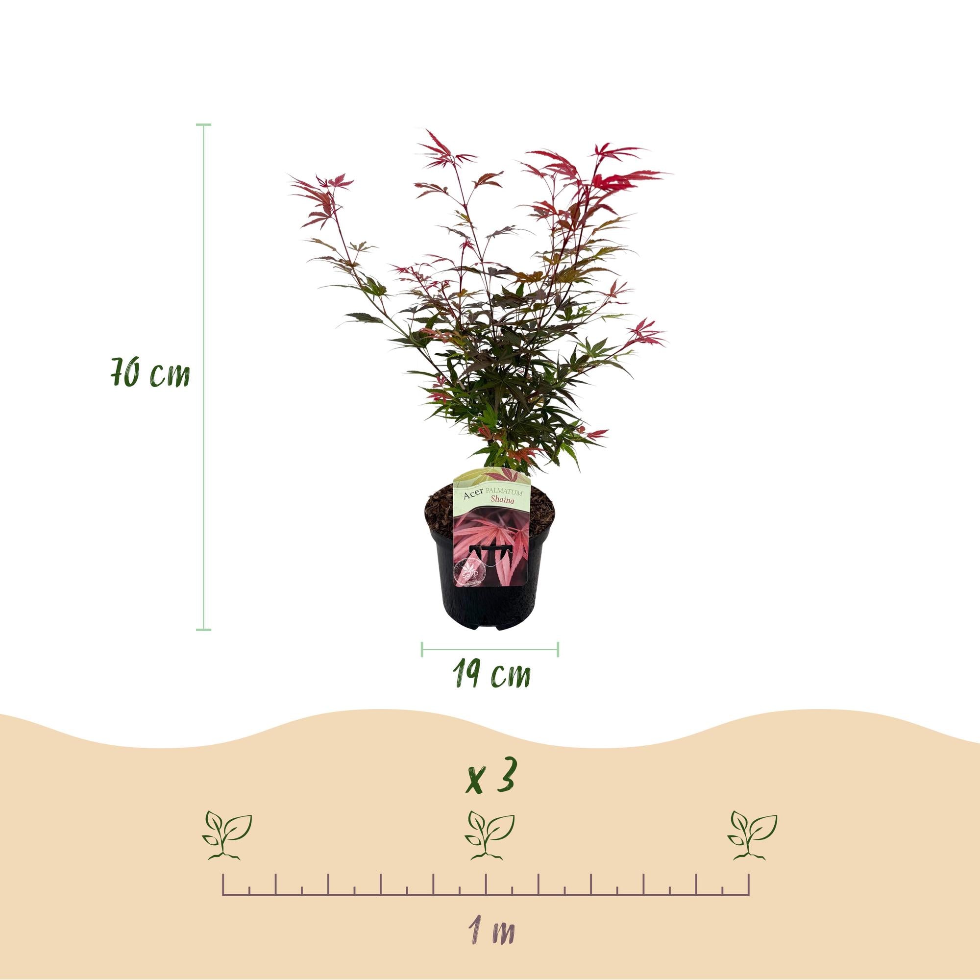 Terrasplant - Japanse Esdoorn - Acer palmatum Shaina - Rood - 1 Plant - Bladverliezend - Pot 19cm Hoogte 70cm