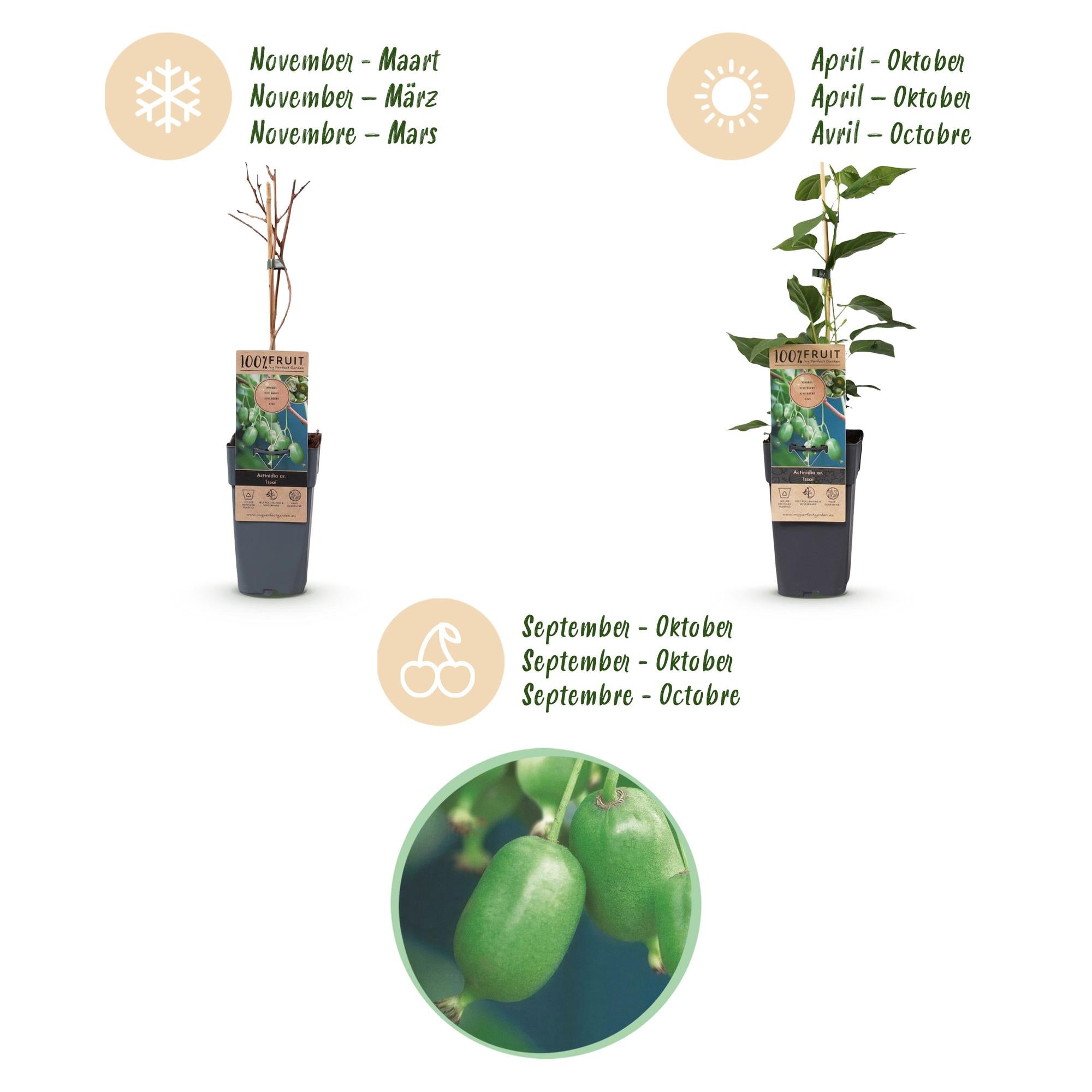 Fruitplant - Acitinidia arguta Issai - Kiwiplant - Zelfbestuivend - Groene Vrucht - 2 Planten - Pot 15cm - Hoogte 50cm